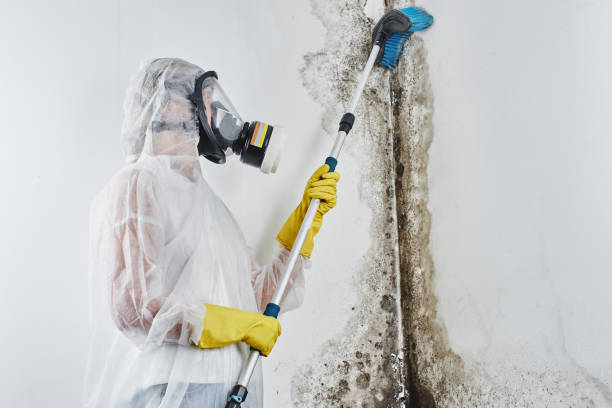 Reliable Grace, ID Mold Removal Solutions