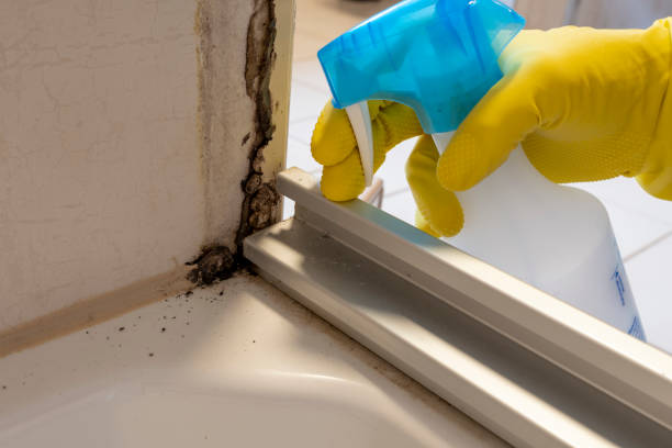 Best Black Mold Removal  in Grace, ID
