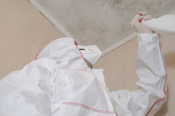 Best Mold Damage Repair  in Grace, ID