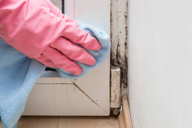 Office Mold Removal Services in Grace, ID